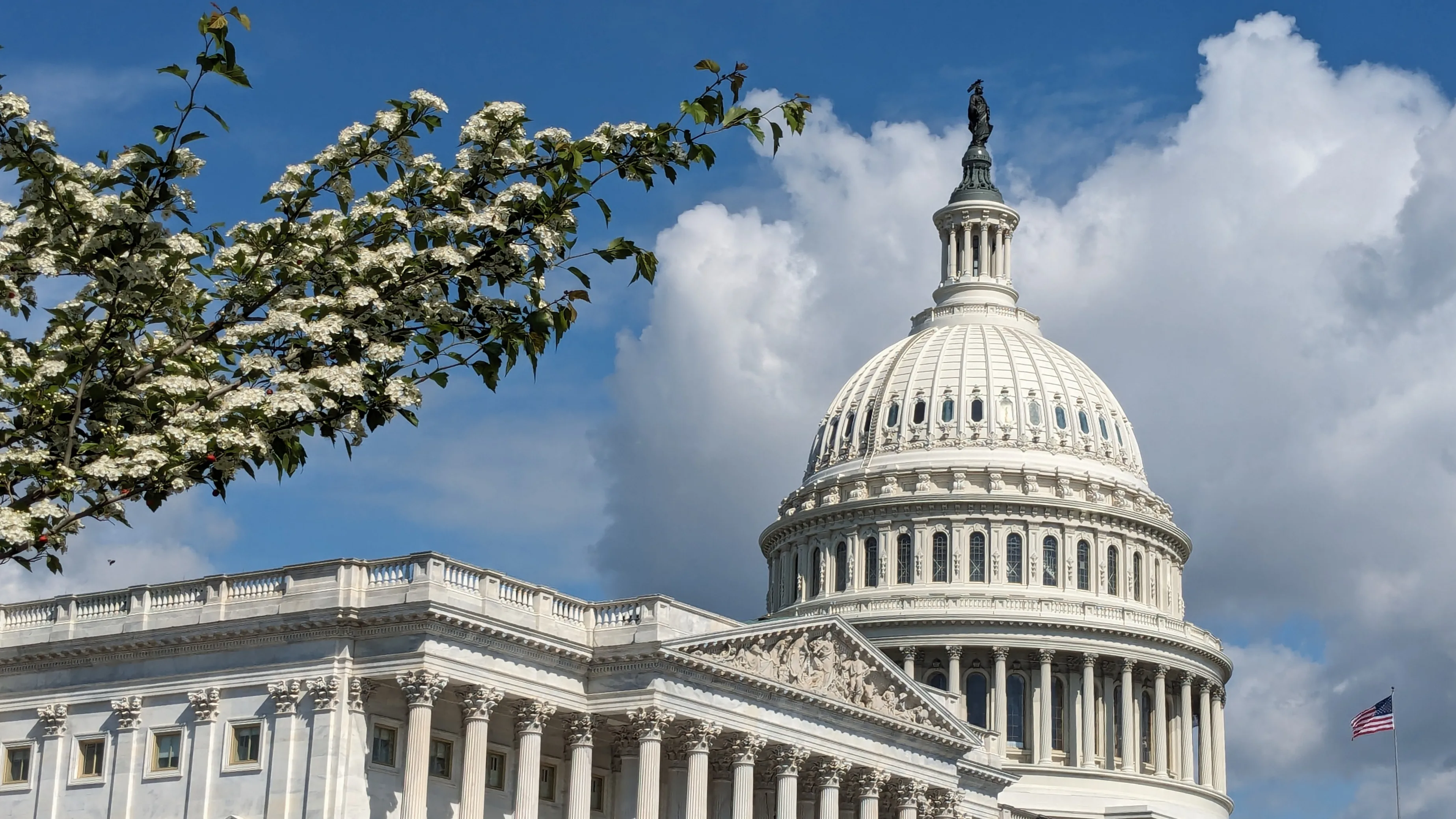 US Capitol dome and columns beside flowering branches under a blue sky