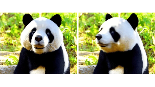 Two generated CMC study frames show a panda facing forward and then turning its head