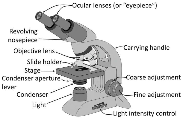 Labeled grayscale diagram of a light microscope on a white background