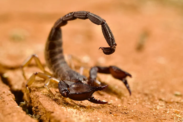 A dark brown scorpion raises its curved tail above its body with its pincers open on orange wood.