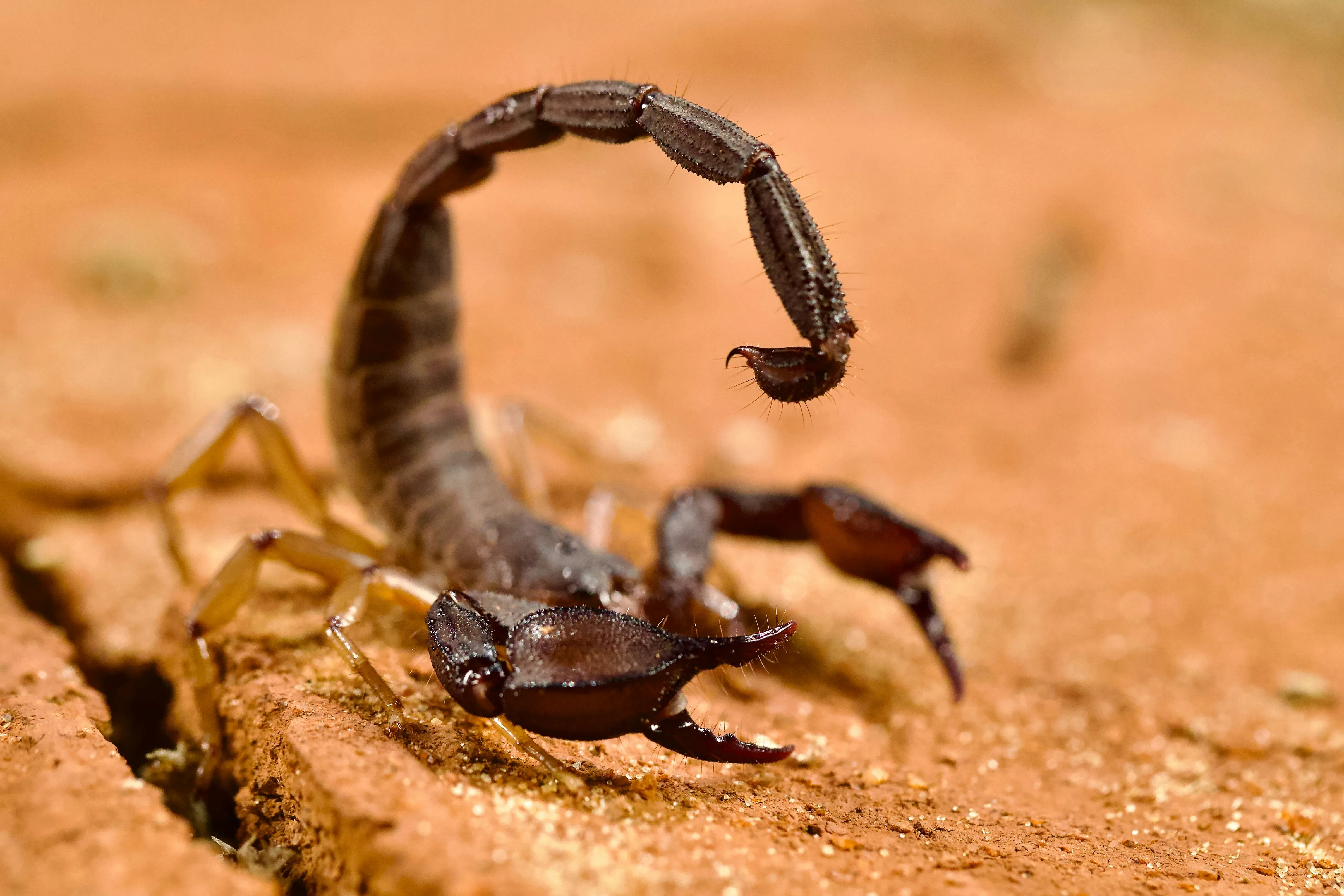 A dark brown scorpion raises its curved tail above its body with its pincers open on orange wood.